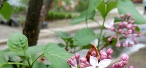 Немного мая в сентябре: в Запорожье зацвела сирень