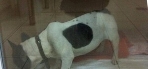 Не можешь родить - на улицу: в Днепре заводчики выбросили породистую собаку