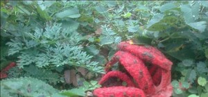 Дивись: на Львівщині знайшли 