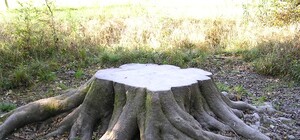 Щепки летели: под Полтавой задержали мужчину, который срезал дубы в дендропарке