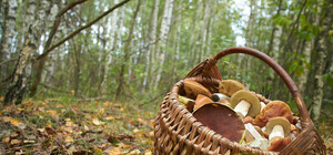 Загубився: на Львівщині загинув 19-літній грибник