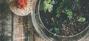 Запишись в кактусисты: в Киеве пройдет выставка суккулентов