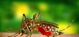 Осторожно: в Запорожье два человека заболели малярией