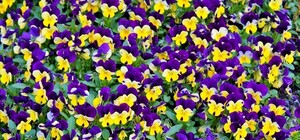 Полюбуйся цветочками: в Киеве пройдет выставка фиалок