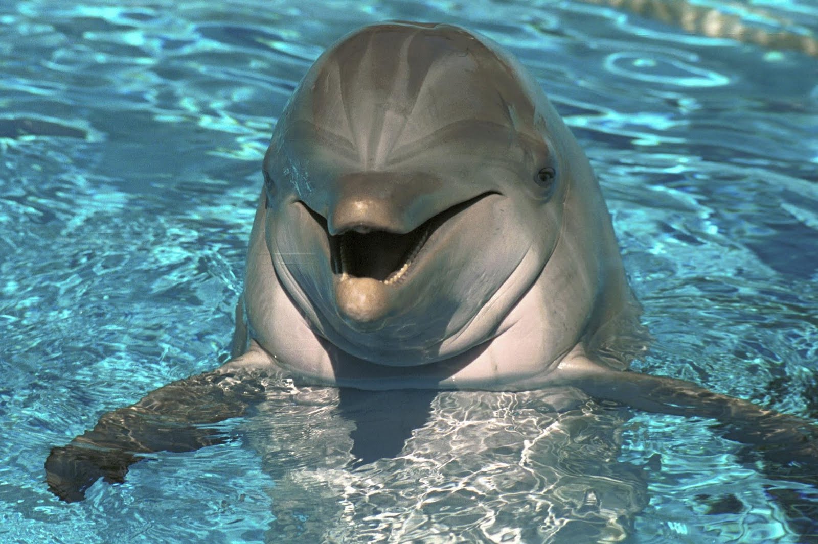 Новость - События - Большие и скользкие: в Одессу перевозят киевских дельфинов