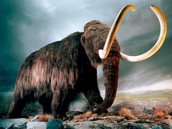 Новость - События - Удивительная находка: под Одессой нашли бивень мамонта
