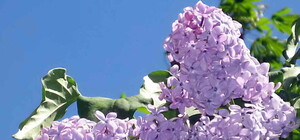 Осень, ты не не весна: в Одесской области зацвела сирень