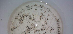 Живая вода: В Одесской области из кранов вылазят черви и головастики