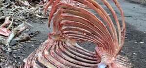 Свой фильм ужасов: в Одессе нашли огромное количество гниющих костей животных