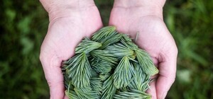 Вонючая красота: коммунальщики обрабатывают елки специальным антивандальным раствором