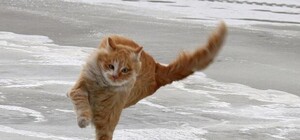 Держи шапку крепче: в Киеве передают штормовое предупреждение