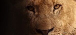 В цирке Кривого Рога умер лев: администрация отказывается комментировать ситуацию