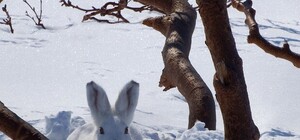 Полювання на зайців: львів’янам заважають спати браконьєри на квадроциклах