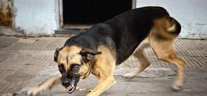 Берегись: посетителей ботанического сада терроризируют бродячие собаки