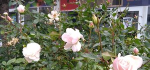 Подарок природы: на День святого Николая в Запорожье расцвели розы