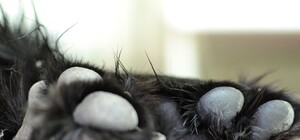 Тоска по дому и боль в глазах: в Запорожье ищут хозяев пса, угодившего под машину