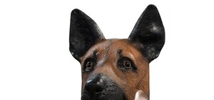 В роли собаки: директор одесского зоопарка снова удивил странным новогодним клипом