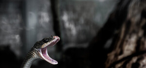 Похожа на тещу: в столичном баре предлагают кальян со змеей