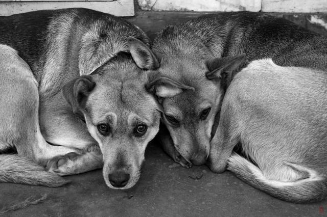 Новость - События - Жестокость догхантеров: в Одессе нашли более десяти мертвых собак