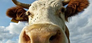 Чудом спасли: на Полтавщине загорелась ферма, чуть не сгорели 100 коров