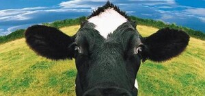 Теперь лейкоз: на Полтавщине объявили карантин, в зоне риска больше 100 коров