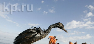 Над Азовом птицы умерли из-за грибка?