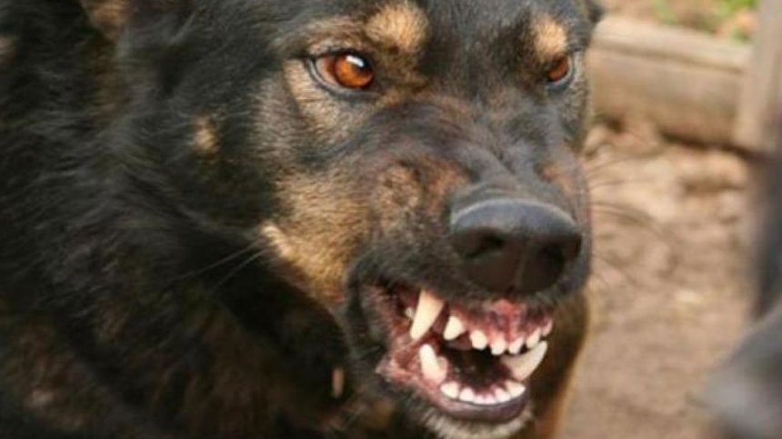 Новость - События - Успели оторвать девочке ухо: подробности нападения стаи собак на малышку под Одессой