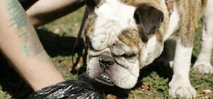 Снег растаял, дерьмо осталось: решается ли проблема собачьих отходов в Одессе