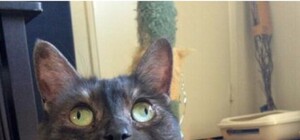 Хорошо моют окна: в Киеве женщина сломала нос о магазинную витрину