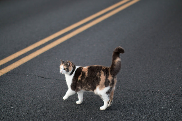 Новость - События - Фотофакт: на Таирова среди потока машин одессит спасал кошку