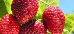 Фотофакт: в Крыму уже собирают урожай элитной клубники