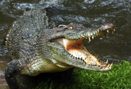Новость - События - Любители экзотики: на улице под Одессой ловили крокодила