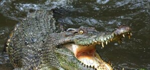 Любители экзотики: на улице под Одессой ловили крокодила