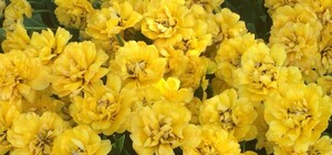 На последнем дыхании: как на Спивочем поле проходит выставка тюльпанов