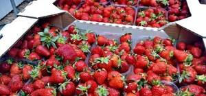 В Одессе появилась первая клубника: сколько стоит
