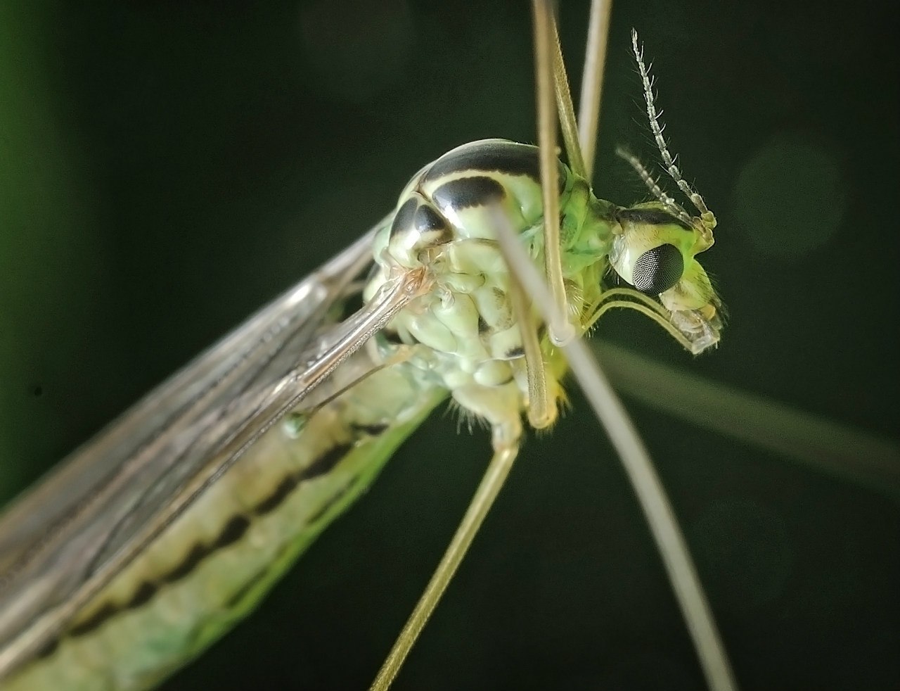 Новость - Общество - В Одессе нашествие зеленых комаров: опасны ли укусы