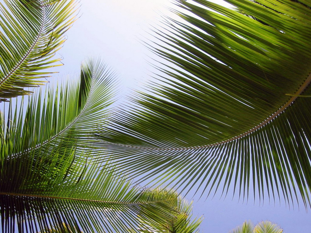 Новость - События - Тропики: на одном из одесских пляжей появилась аллея пальм