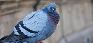 Помогут всем: в Днепре спасатели выручили голубя