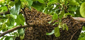 Фотофакт: у центр Львова залетів рій диких бджіл