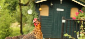 С четырьмя лапами: в Харькове обнаружили курицу-мутанта