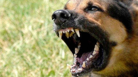 Новость - События - Не первый случай: возле одесского аэропорта женщину покусала собака
