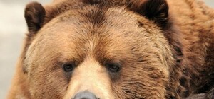 Опасная работа: в киевском зоопарке медведю лечили зубы