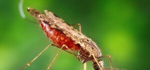 Бойся комаров: в Киеве от малярии умерли два человека