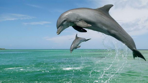 Новость - События - Ужасное зрелище: рождение дельфиненка во время шоу в Одессе вызвало шквал критики