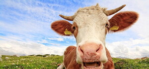 Курьез дня: крымчанина оштрафовали из-за похорон коровы