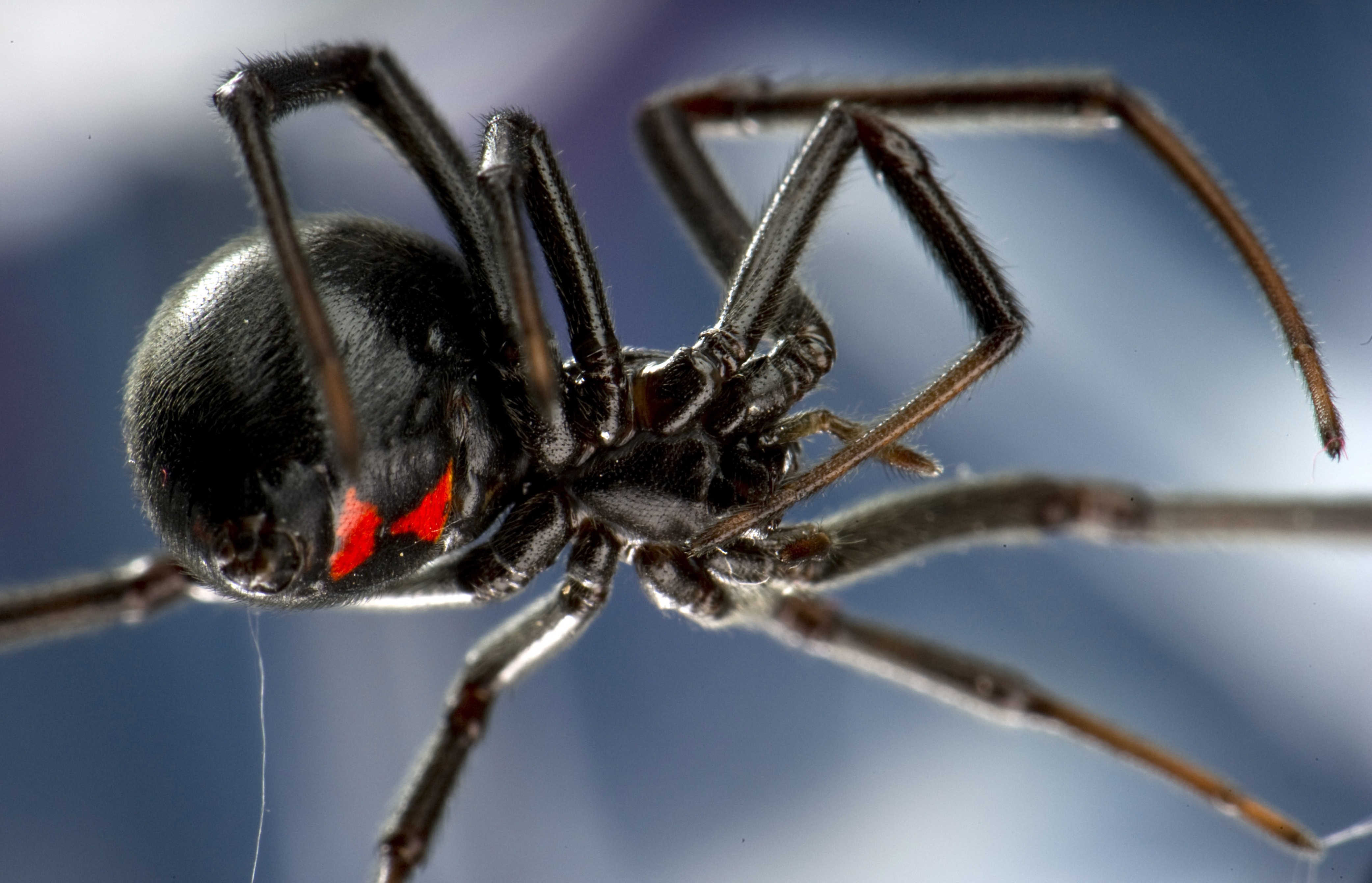 Новость - События - Нашествие каракуртов: под Одессой смертельно опасный паук укусил женщину