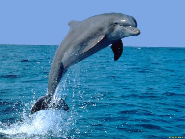 Новость - События - Смотри видео: в море возле одесского порта заметили дельфинов