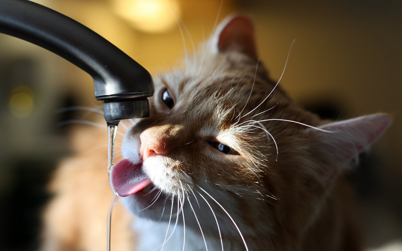 Новость - Коммуналка - Налей коту попить: на жилмассивах Одессы отключат воду