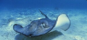 В Отраде девушку ужалил скат: ее увезли в больницу