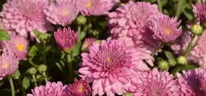 Фотофакт: в Никите расцвели первые хризантемы